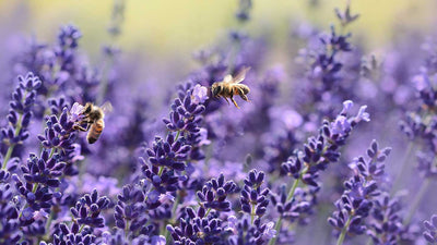 The Beauty of Lavender through Time and Cosmetics