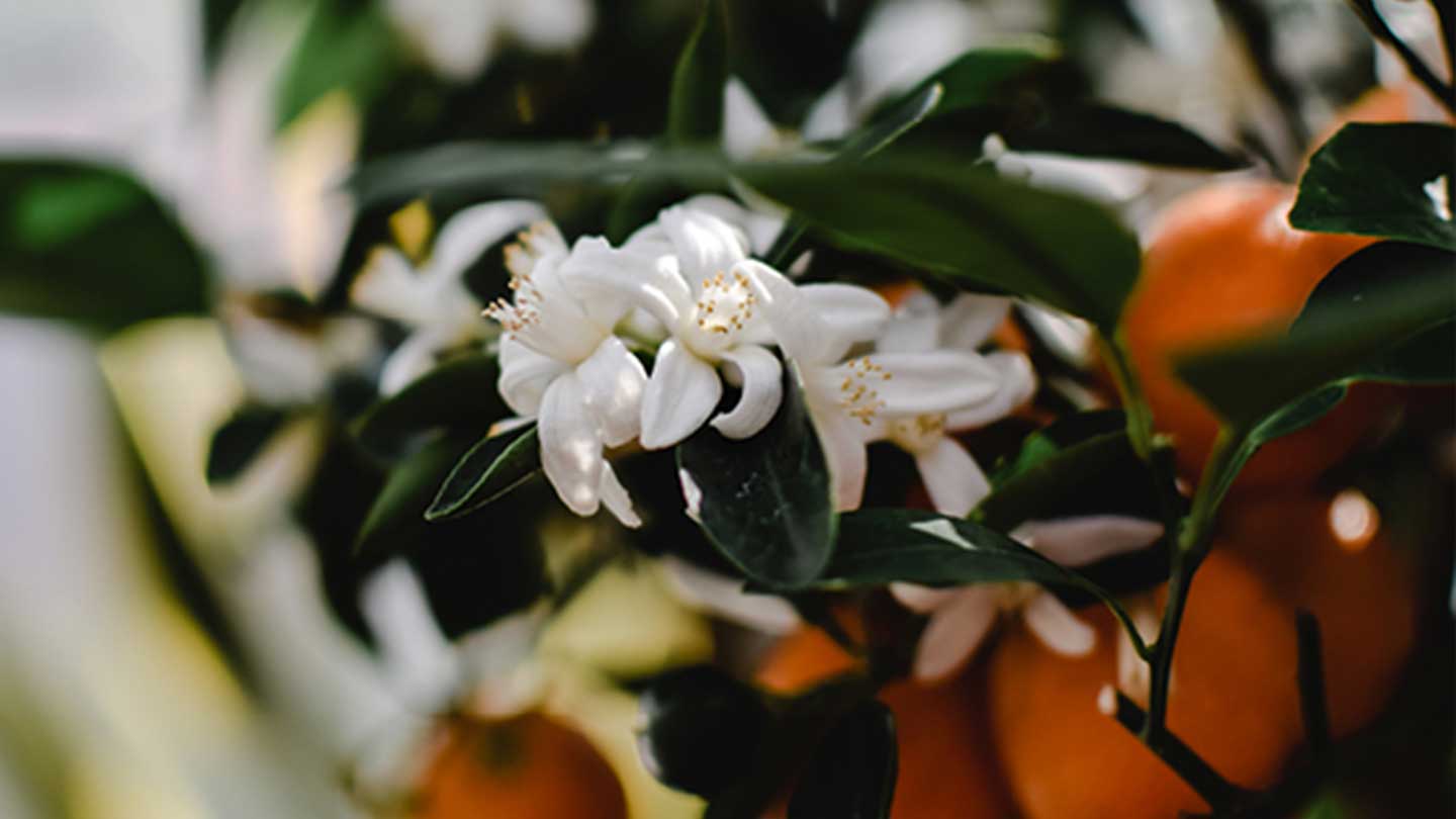 Gourmand Orange Blossom Perfume - Panier des Sens USA