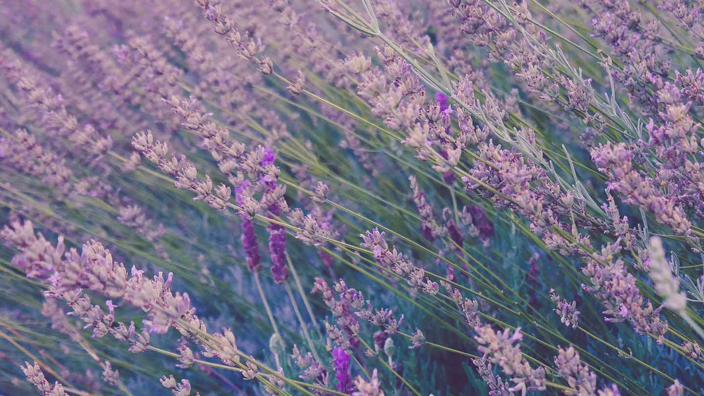 Colección Lavanda