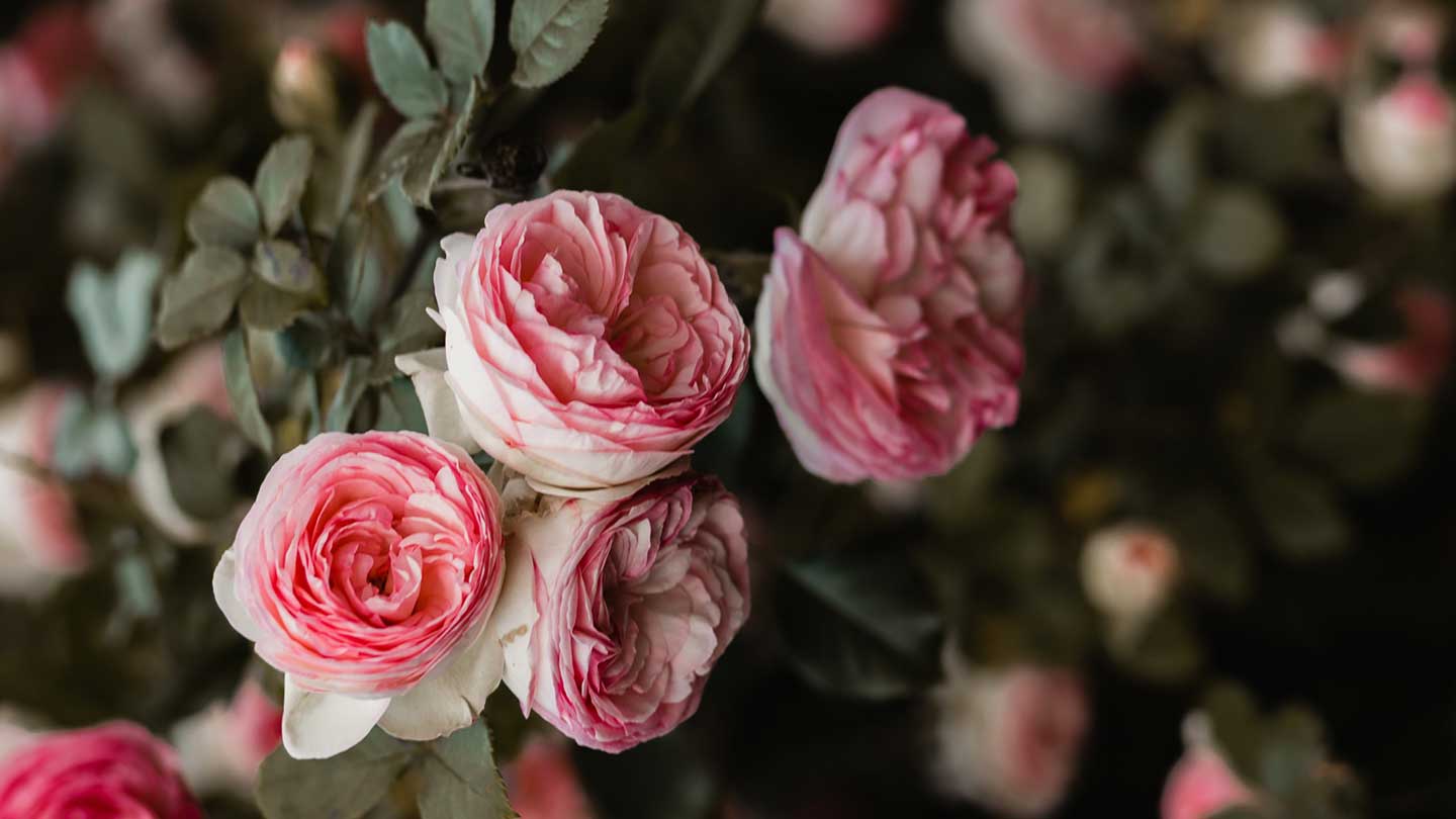 Cuidado corporal de rosas - Panier des Sens USA