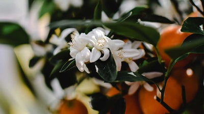 The Virtues of the Orange Blossom, the queen of the Provence