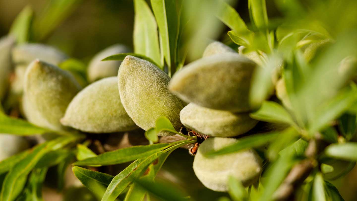 Almond body care - Panier des Sens USA