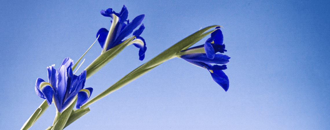 Blooming Iris collection - Panier des Sens USA