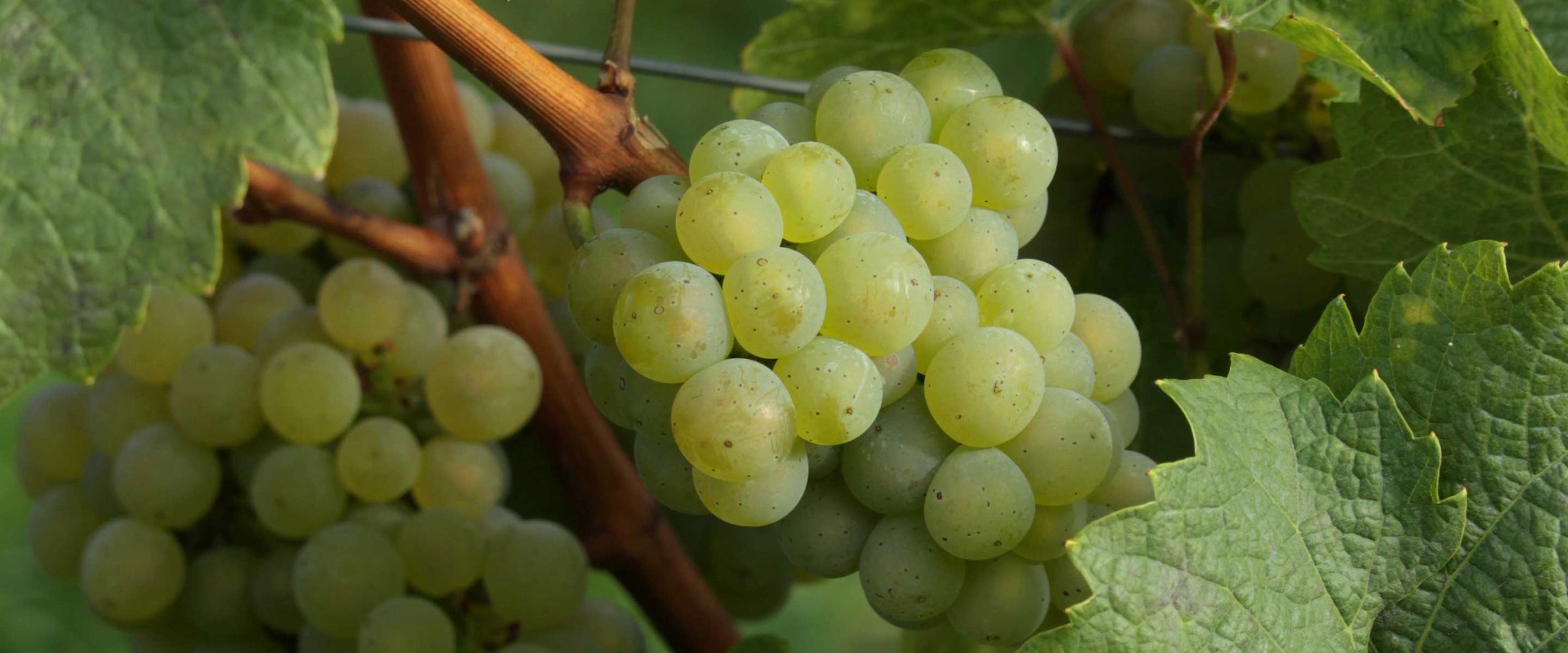 Grape body care - Panier des Sens USA
