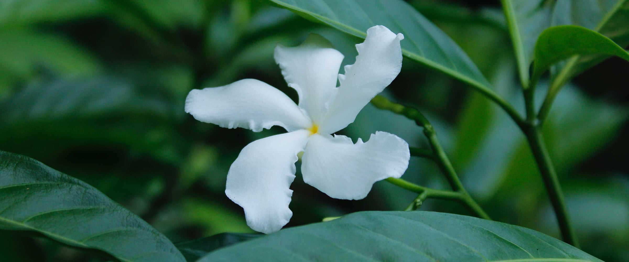 Jasmine Eaux de Toilette - Panier des Sens USA