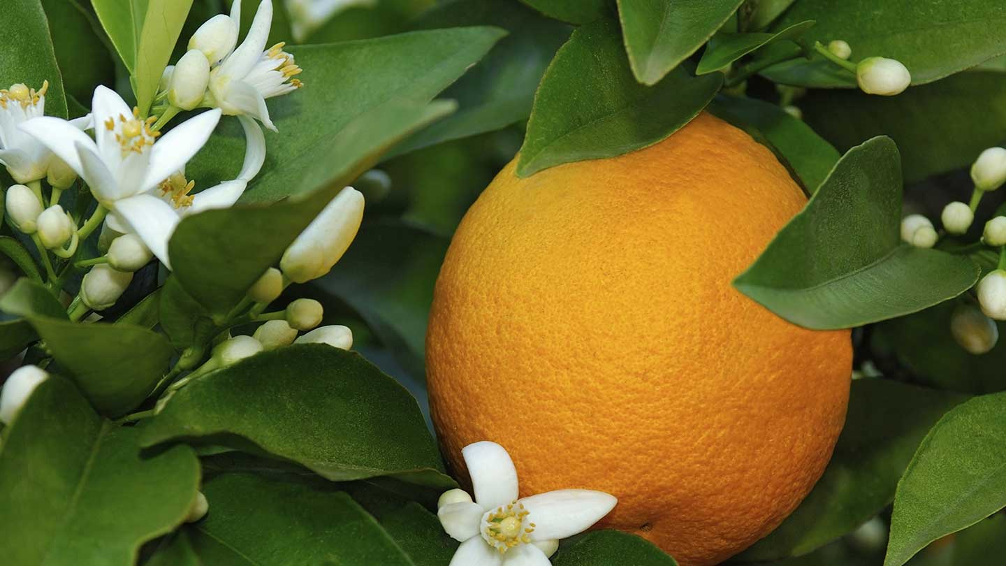 Orange Blossom scented products