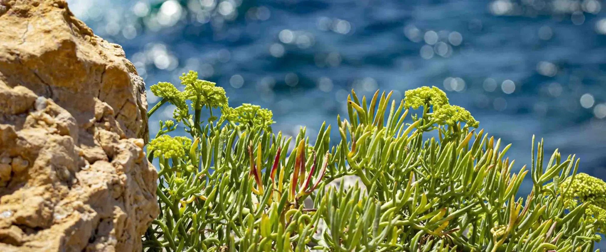 Sea Samphire - Panier des Sens USA