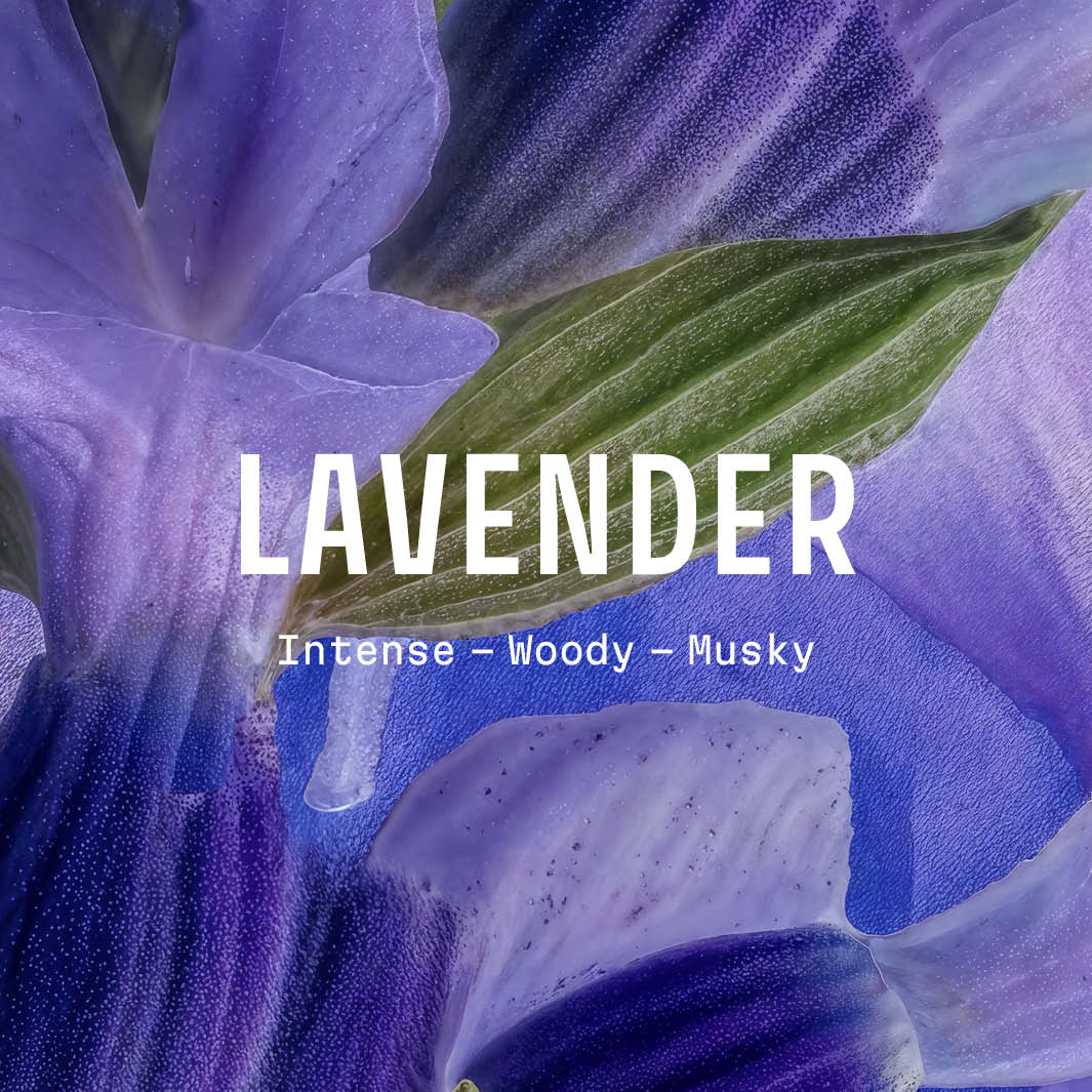 Regalo: crema de manos de lavanda – Adorno navideño - NAVIDAD - Panier des Sens EE. UU.