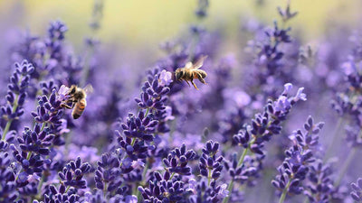 La belleza de la lavanda a través del tiempo y la cosmética