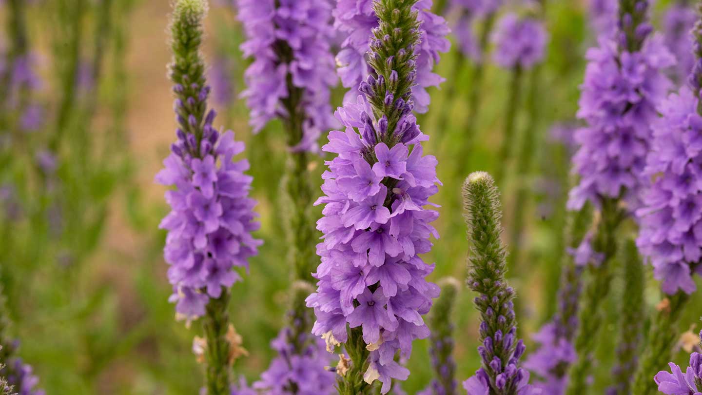 Jabones líquidos de Verbena de Marsella