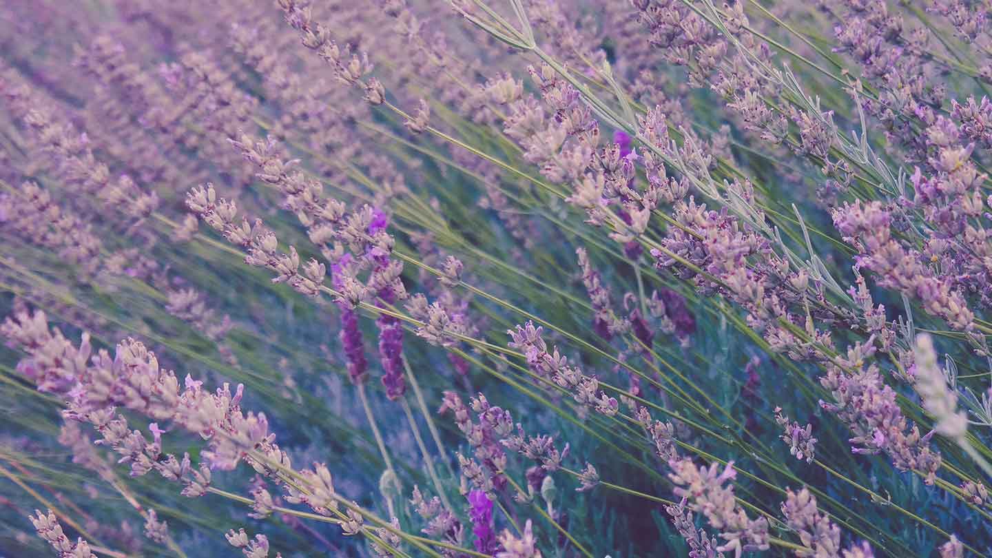 Jabones líquidos de lavanda de Marsella