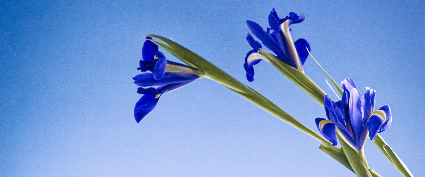 Eaux de Toilette Iris