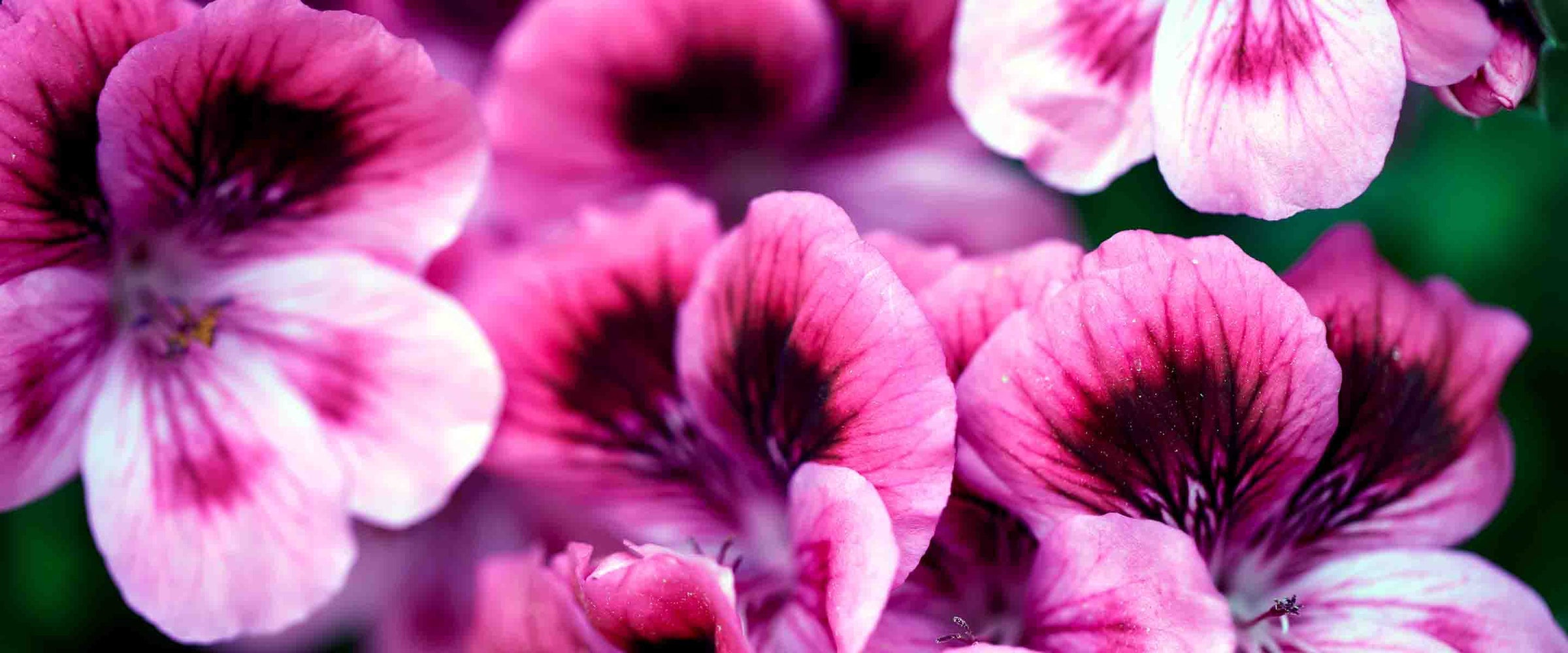 Jabones líquidos de Marsella Rosa Geranio - Panier des Sens USA