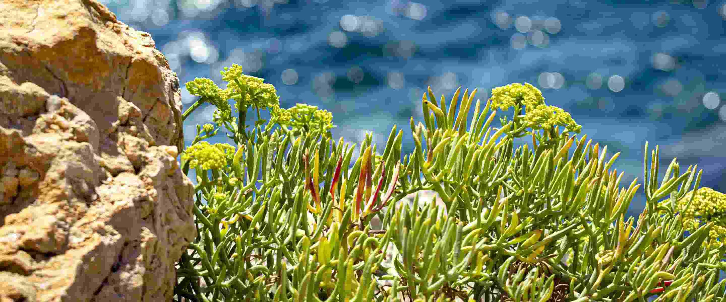 Jabones líquidos de Marsella Sea Samphire - Panier des Sens USA
